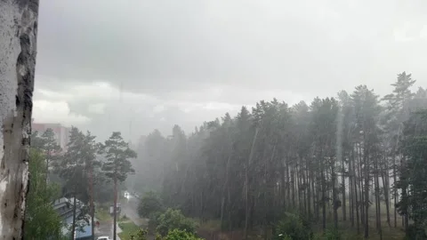 Heavy rainstorm with fog over pine forest and residential area Video stock 340148904