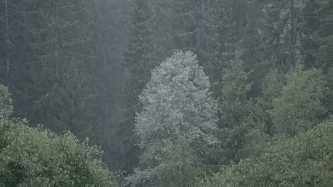 Heavy rainstorm in forest 動画素材 94427285