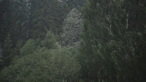 Heavy rainstorm in forest Stock Footage 94427926