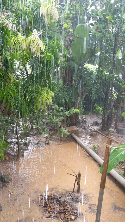 Heavy rainy environment at the garden. Vertical footage. Stock Footage 321751228