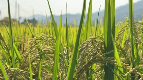 Heavy ripe grain clusters hang from green rice stems in a cultivated field Stock Footage 335759225
