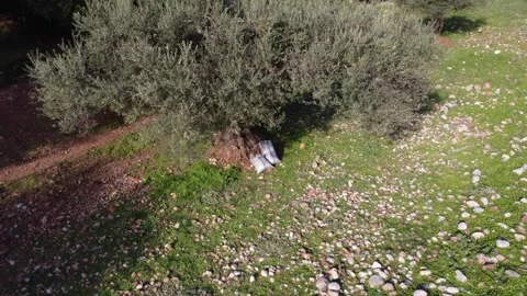 Heavy sacks of olives resting beneath ancient tree in rocky sunny field Stock Footage 344095002