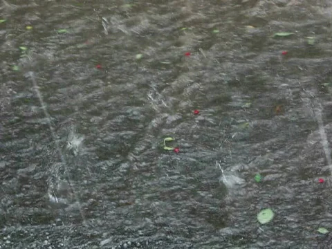 Heavy shower rain storm, flow with berry and leafs, flow river Video stock 796350