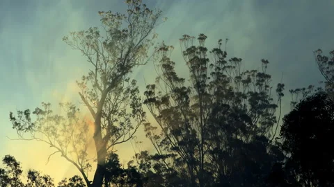 Heavy smoke  of bushfire,Australia. Stock Footage 248617675