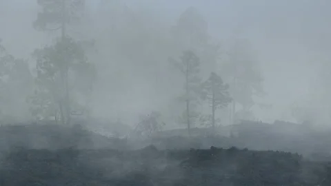 Heavy smoke during a forest fire . Scorched earth of a forest fire . Climate Stock Footage 151744011