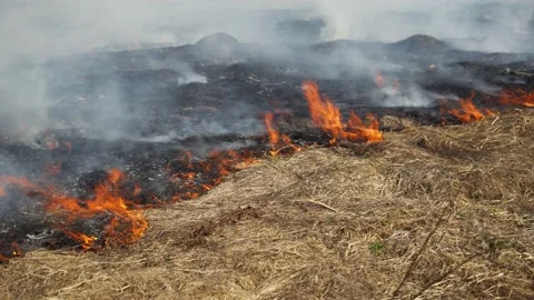 Heavy smoke from a forest fire. Scorched earth after shelling. Video stock 175679880