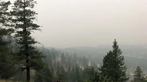 Heavy smoke over the forest during the wildfire season in Radium Hot Springs. 스톡 동영상 129398278