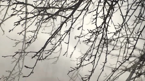 Heavy smoke rolling through a forest from unseen flames Stock-Footage 237871915