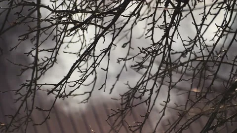 Heavy smoke rolling through a forest from unseen flames Video stock 237871916