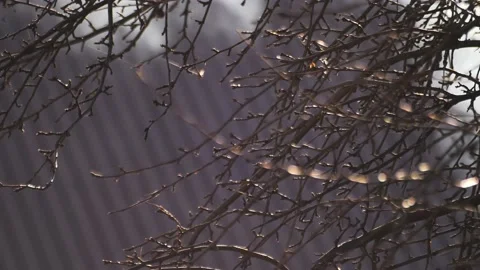 Heavy smoke rolling through a forest from unseen flames Stock-Footage 237871922