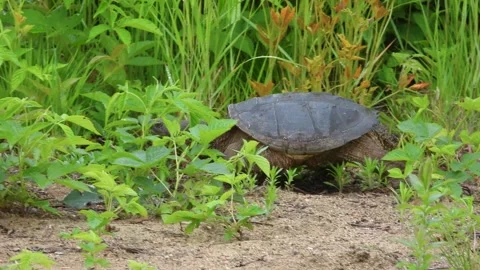 Heavy Snapping Turtle Treks Along Sandy Forest Edge Video stock 325634958