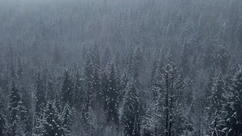 Heavy snow aerial over Western BC forest. 4K Stock Footage 147161753