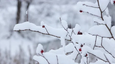 Heavy snow and rain on branches with red rose hips Stock Footage 146750257
