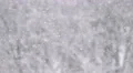 The heavy snow on the background of forest. Real time capture 4k or 4k+ Resolution
