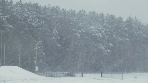 Heavy snow on the background of pine forests and snow-covered field. Stock Footage 142095401