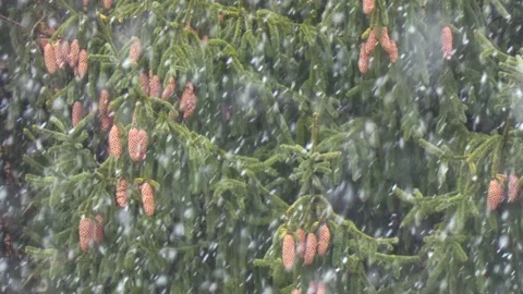 Heavy snow on the background of spruce branches with cones close-up Stock Footage 157072745