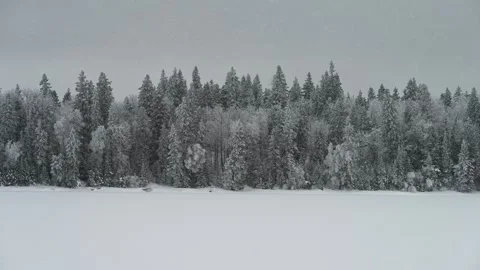 Heavy snow blowing above a field with a dense mixed forest in the background Stock Footage 303660209