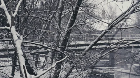 Heavy Snow on Branches With Calm River and Bridge in the Background Stock Footage 300024268