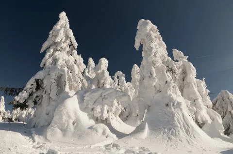 The heavy snow covered pine trees in Area Kysucke Beskydy, Slovakia Stock Photos