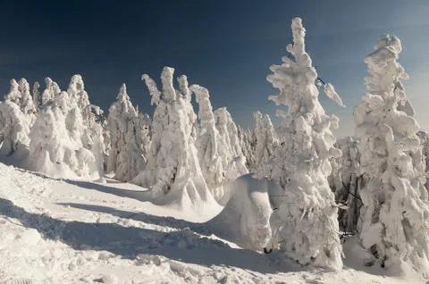 The heavy snow covered pine trees in Area Kysucke Beskydy, Slovakia Stock Photos