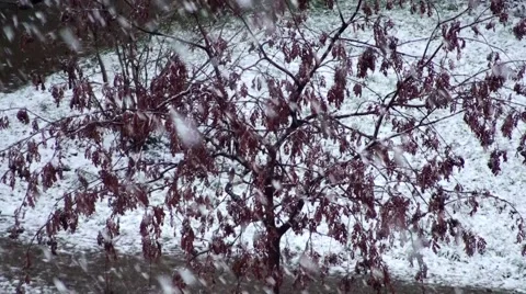 Heavy Snow covers a big Tree with Dry leaves Stock Footage 67455683