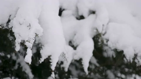Heavy Snow Covers A Tree - Japan Video stock 239654949