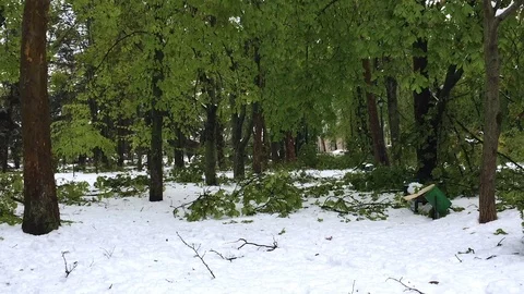 Heavy snow disaster and fallen trees on city streets and central park Stock Footage 86552401