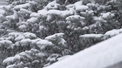 Heavy snow on ever green tree slow motion Stock Footage 73373338