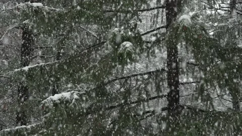 Heavy Snow in Evergreens 스톡 동영상 229384962