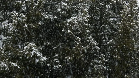 Heavy snow fall with fir trees Stock Footage 88163771