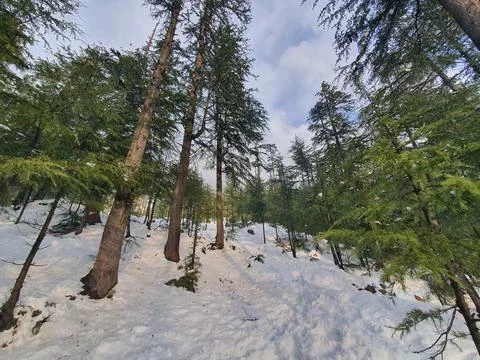 Heavy snow fall in Kashmir made whole valley white. Stock Photos