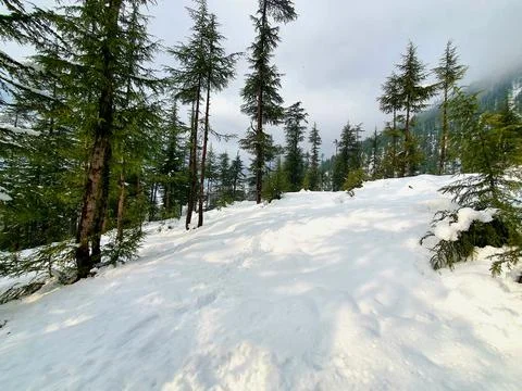 Heavy snow fall in Kashmir made whole valley white. Stock Photos
