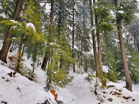 Heavy snow fall in Kashmir made whole valley white. Stock Photos