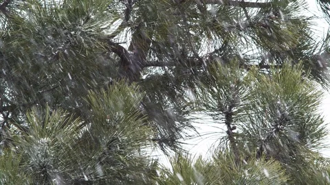 Heavy Snow Fall Long Shot Compressed in Colorado Springs Stock Footage 106389051