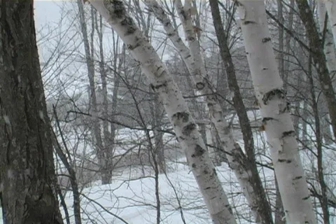 Heavy snow fall up north Video stock 65667