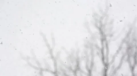 Heavy Snow Fall with Tree in Background Close Up Video stock 64815745