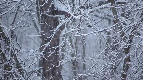 Heavy Snow fall on tree branches in the woods  Video stock 76503647