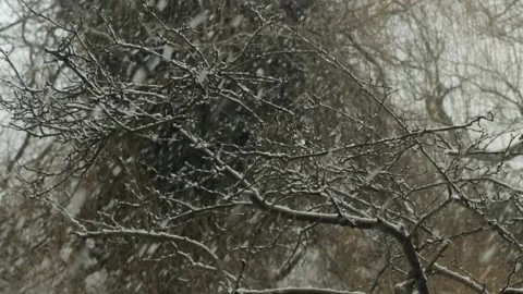 Heavy snow fall on tree with no leaves. Day time UK Borehamwood Elstree Vidéo 147611995