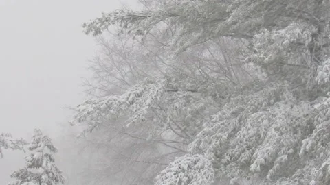 Heavy snow fall wind and tree jan 2022 Stock Footage 167865358