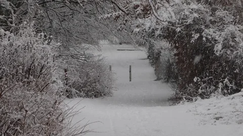 Heavy snow fall in winter landscape Dresden Germany Stock Footage 113109369