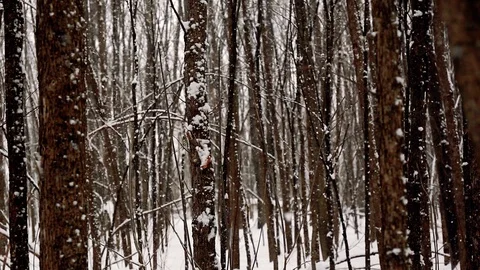 Heavy snow falling between trees in Ottawa, Canada Stock Footage 103259916