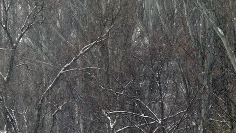 Heavy Snow Falling Branches 4K Stock-Footage 92847520