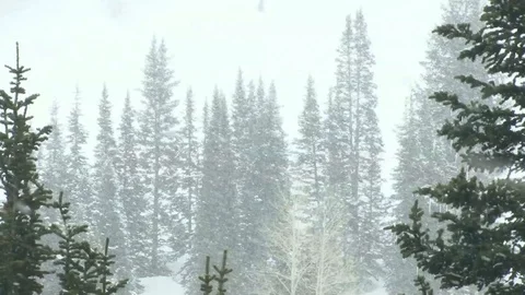 Heavy snow falling on a cold winter day in the woods Stock Footage 99117137