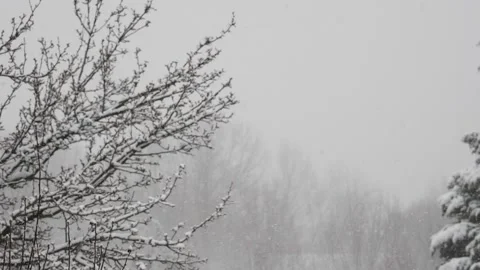 Heavy snow falling covering trees in the woods Winter wonderland Stock Footage 232445438