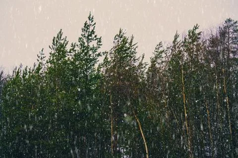 Heavy snow falling during a blizzard in a forest. shallow depth of field. 库存照片