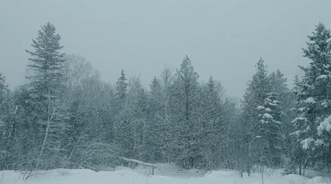 Heavy Snow Falling during a Snowstorm in Forest Stock Footage