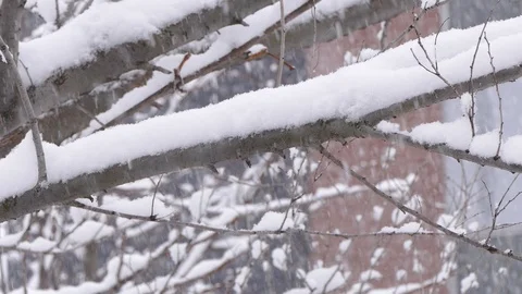 Heavy snow falling during winter storm Stock Footage 88223407