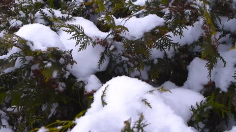Heavy snow falling on an evergreen hedge Stock Footage 338327440