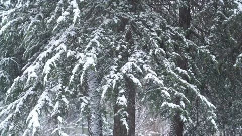 Heavy Snow Falling on Evergreen Pine Trees in a Quiet Winter Forest Landscape Stock Footage 342217451