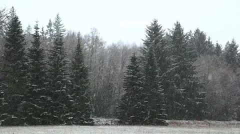 Heavy Snow Falling on Evergreen Trees Stock Footage 62493482